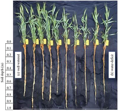 Above and below-ground growth, accumulated dry matter and nitrogen remobilization of wheat (Triticum aestivum) genotypes grown in PVC tubes under well- and deficit-watered conditions